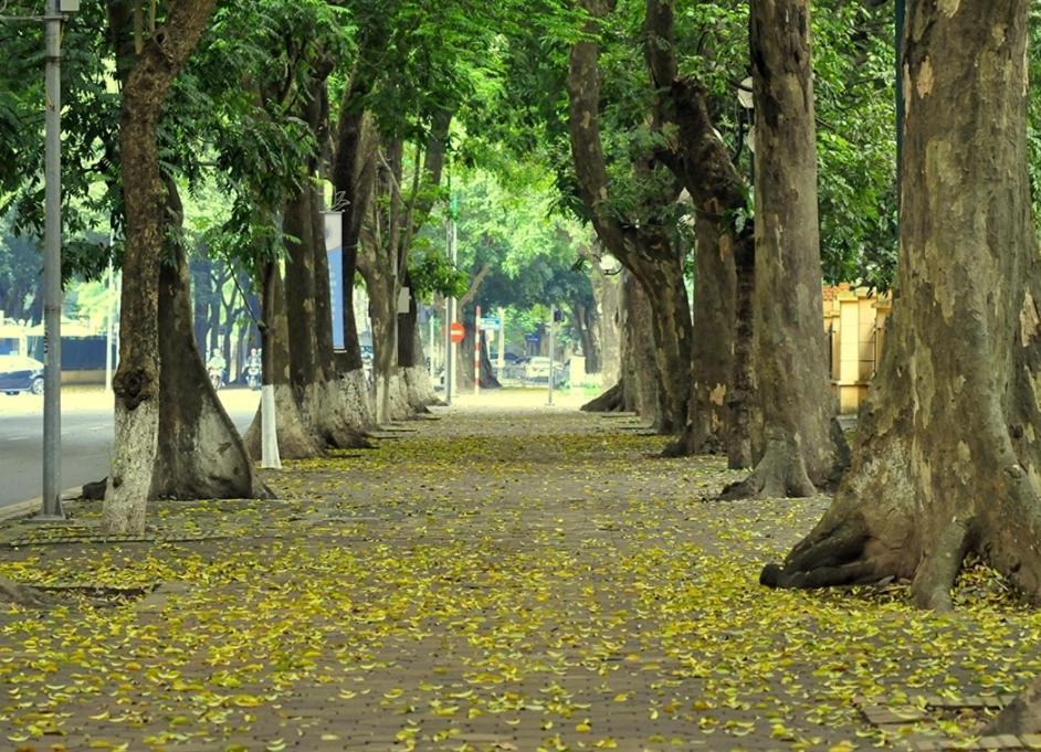 Da Tree Homestay هانوي المظهر الخارجي الصورة